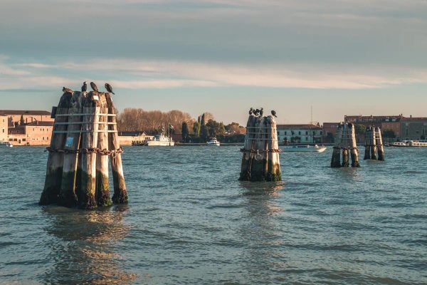 briccole veneziane nella laguna di Venezia con cormorani, origine del materiale del tavolo