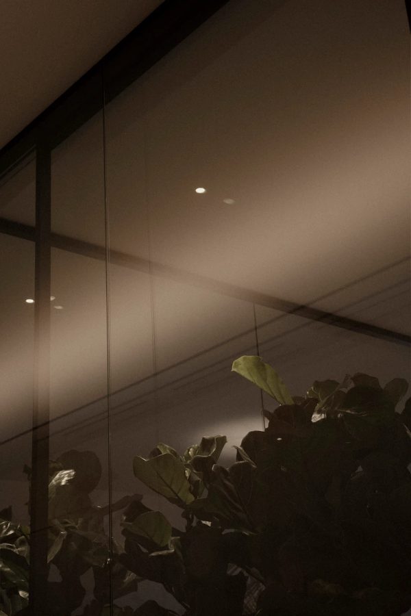 pianta riflessa su vetrata trasparente con luce morbida che illumina delicatamente lo spazio