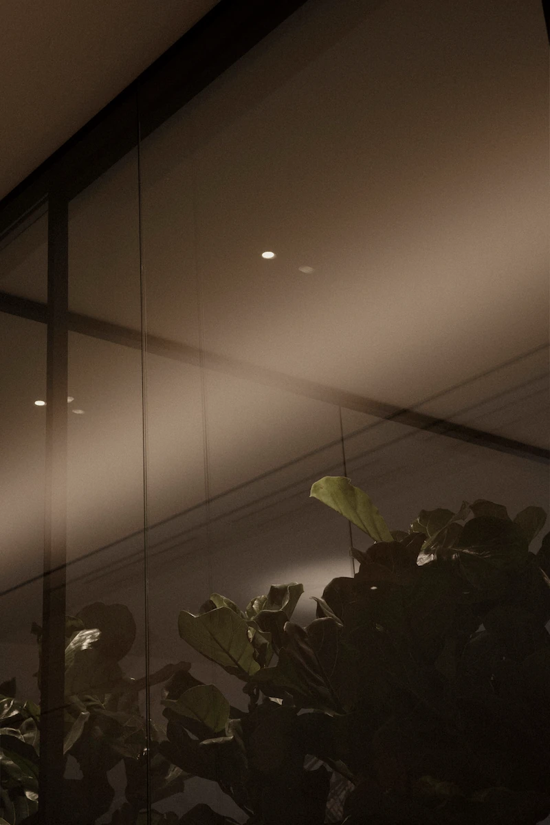 pianta riflessa su vetrata trasparente con luce morbida che illumina delicatamente lo spazio